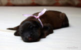 fena ruzova 21 5 2021 1 small