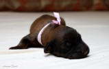 fena ruzova 21 5 2021 small