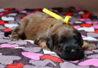 fena zluta 1 6 2021 small