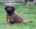fena zluta 20 6 2021 small