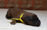 fena zluta 21 5 2021 1 small
