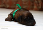 pes zeleny 21 5 2021 1 small