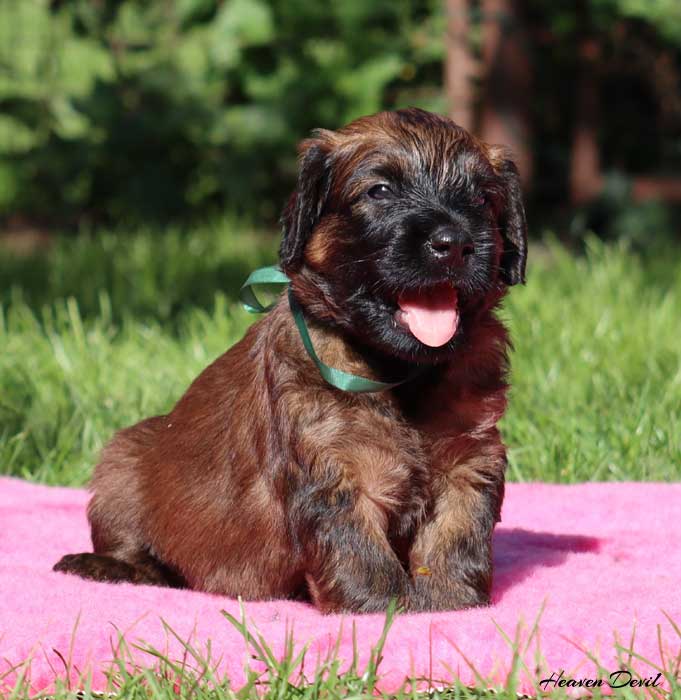 pes zeleny 28.9.2025 small