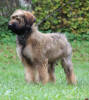 konopac tshakira small