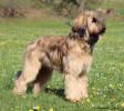 konopac 8 5 2021 tazzi3 small