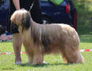 dehylov coco small