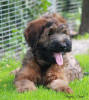 Charkey.8 small