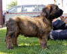 charkey1 small