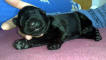 fenka bila small