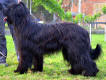 holly3 small