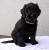 honey1 small