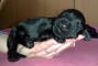 pes zeleny small