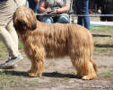 holandsko quido small